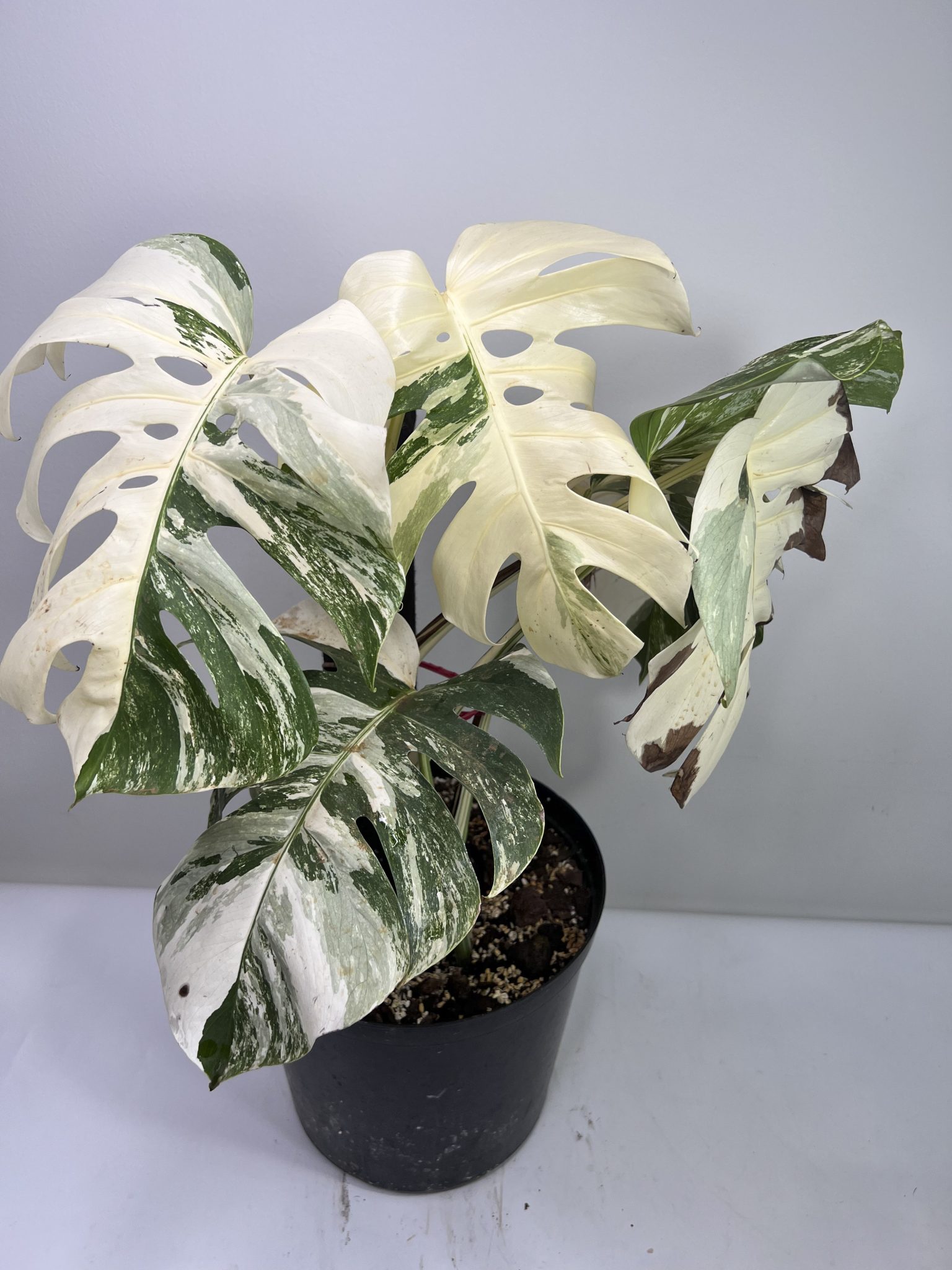 Monstera Borsigiana Albo Variegata Grogensgarden