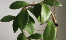 50 Beautiful Hoya Varieties (Pictures, Types & Care Tips)