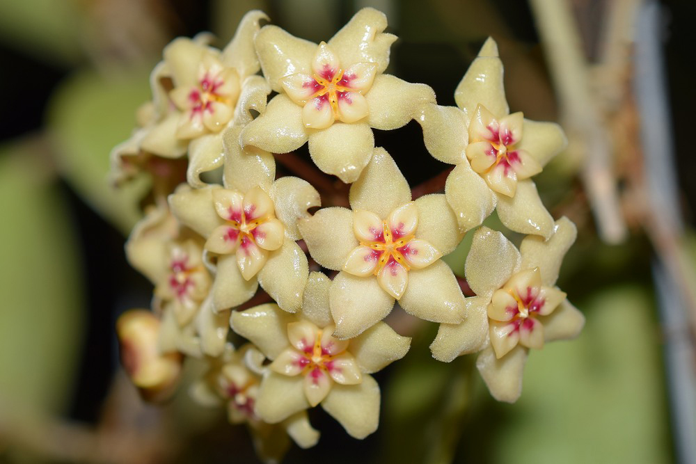 Hoya Limoniaca - GrogensGarden