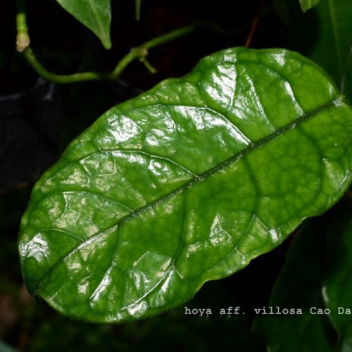 Hoya Villosa Cao Bang big leaf ( Việt Nam  )