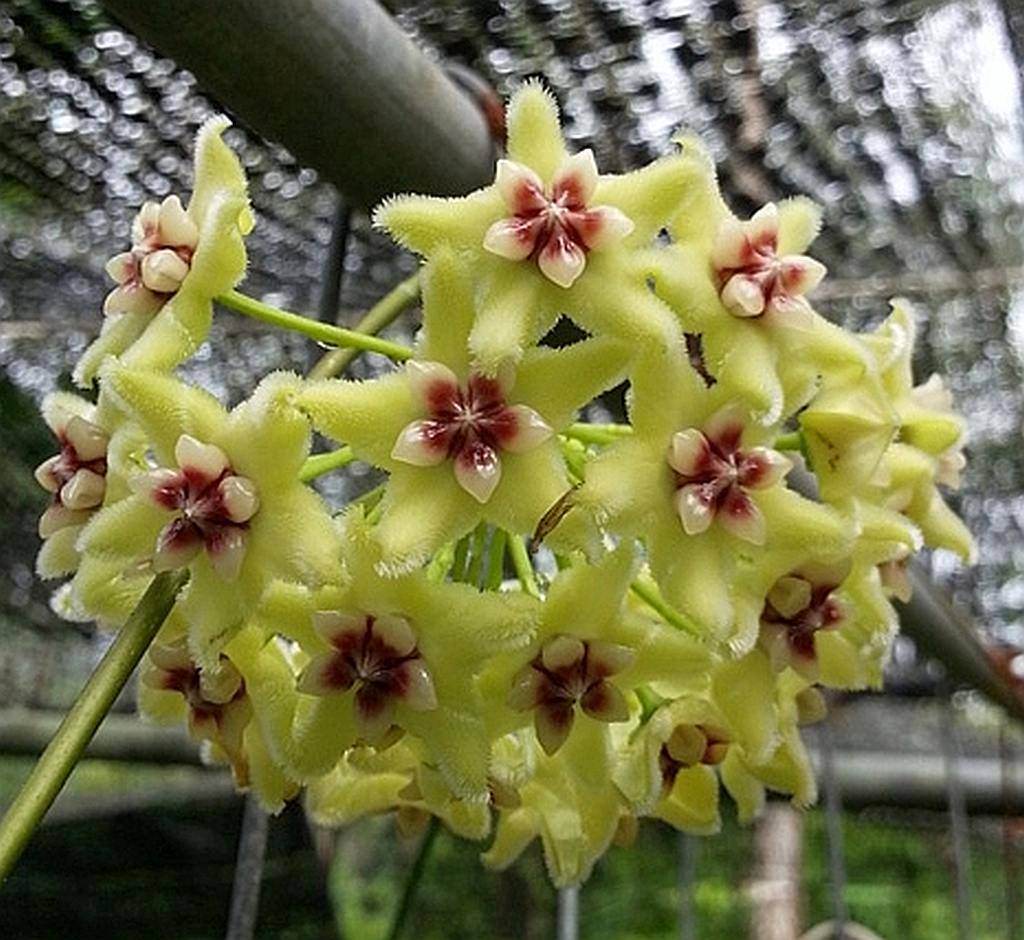 Hoya Alagensis - GrogensGarden