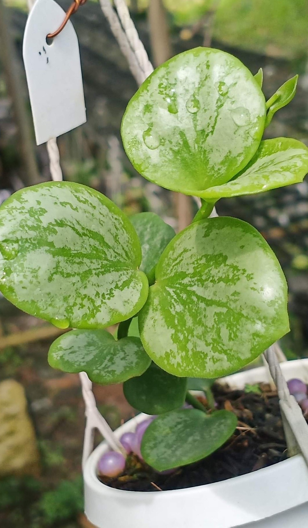 HOYA sp aff biakensis splash限定 1 インテリア小物 植物/観葉植物