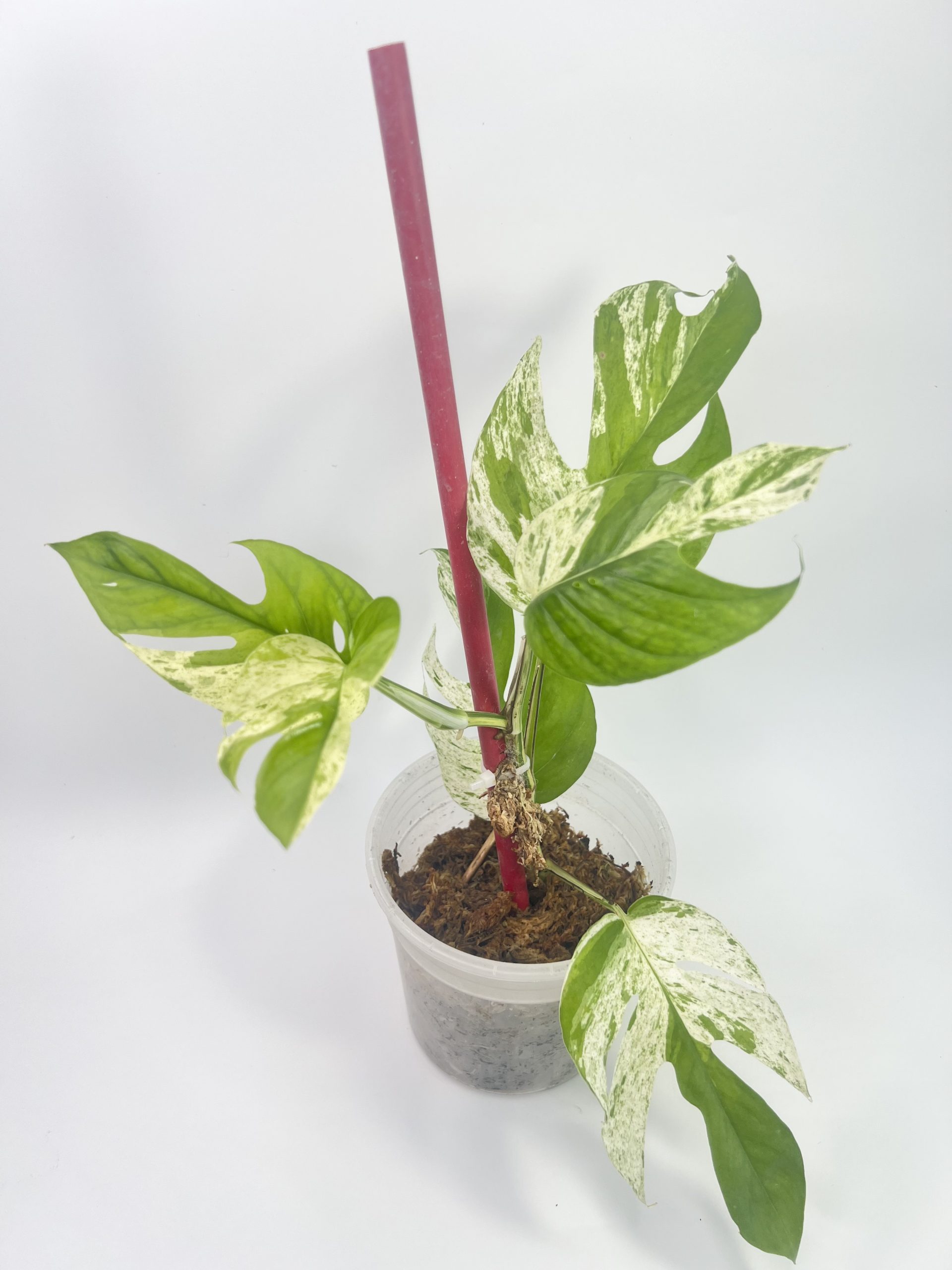 Epipremnum pinnatum aurea-variegata