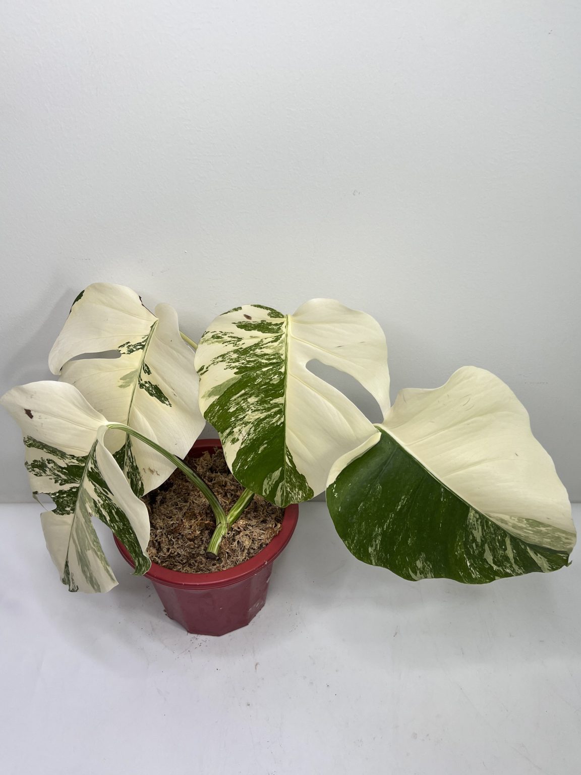 Monstera borsigiana albo variegata - GrogensGarden