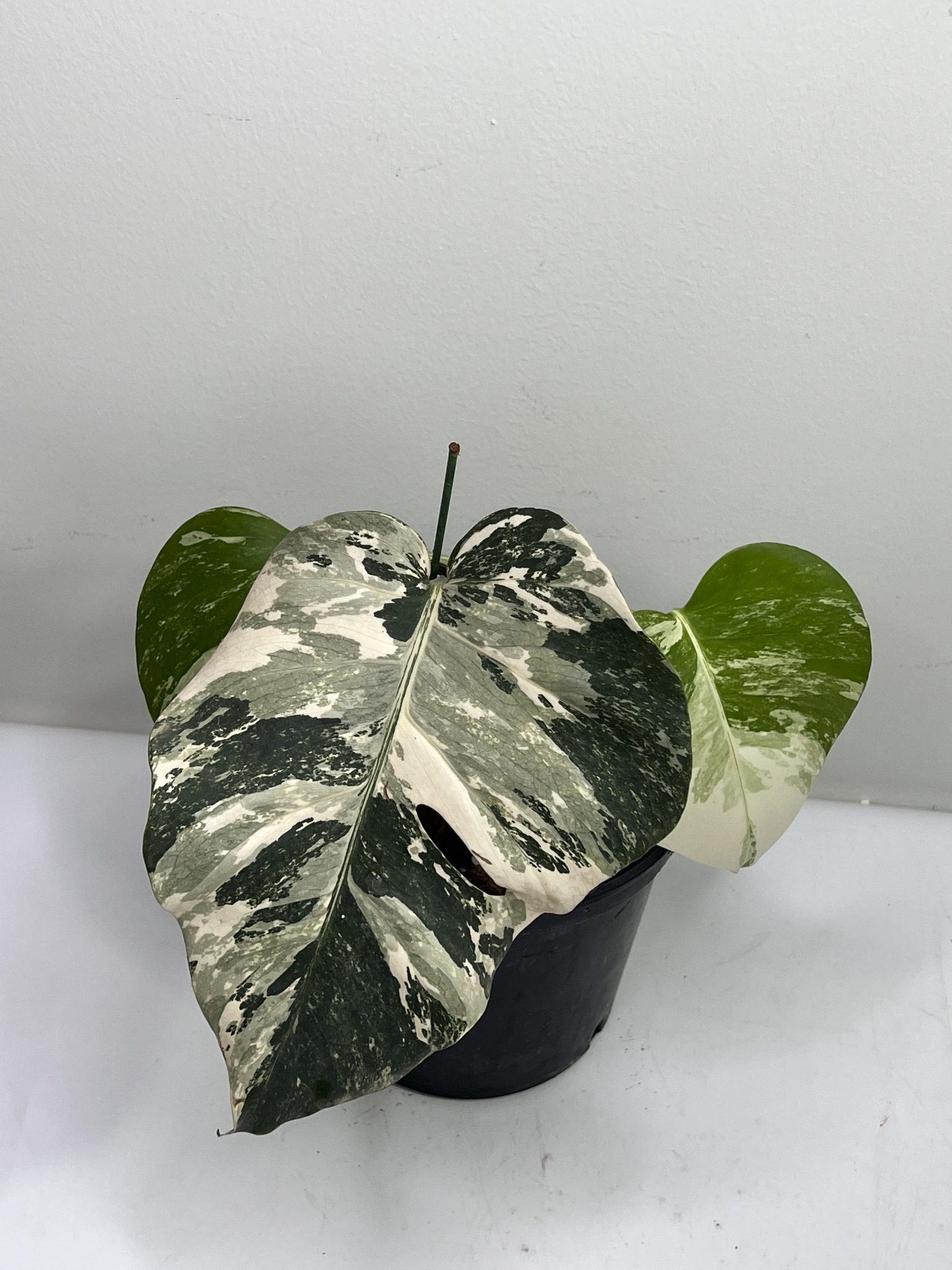 Monstera Borsigiana Albo Variegata Grogensgarden