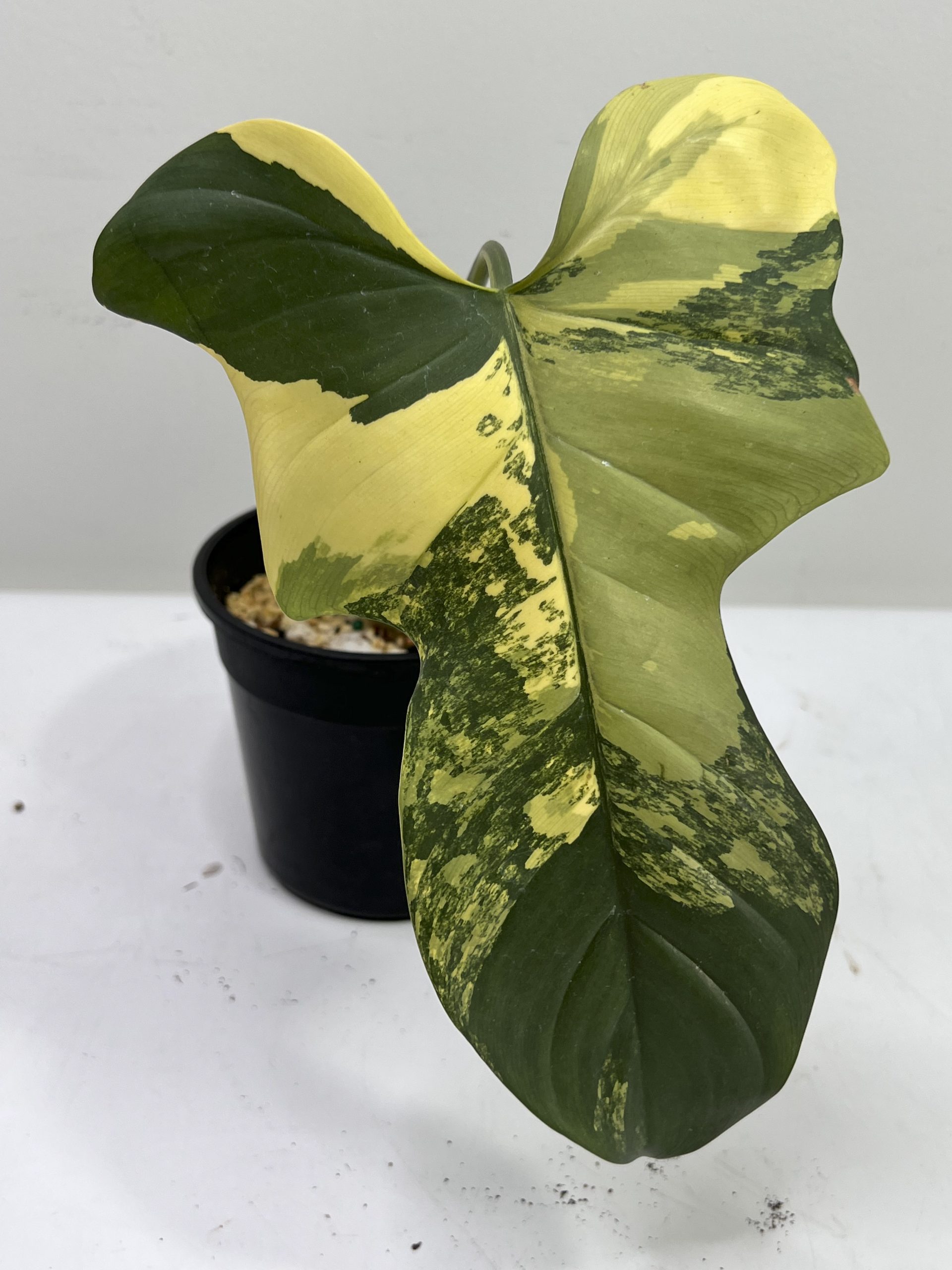 Epipremnum Pinnatum Marble Variegated - GrogensGarden