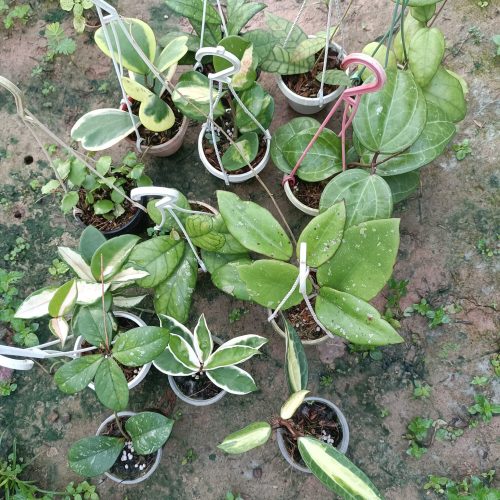 Hoya Combo 01- List of 14 species of Hoya Plants