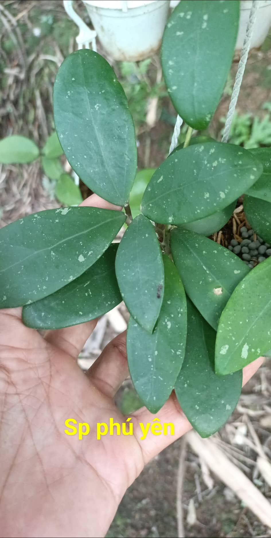 Hoya Verticillata Phu Yen - GrogensGarden