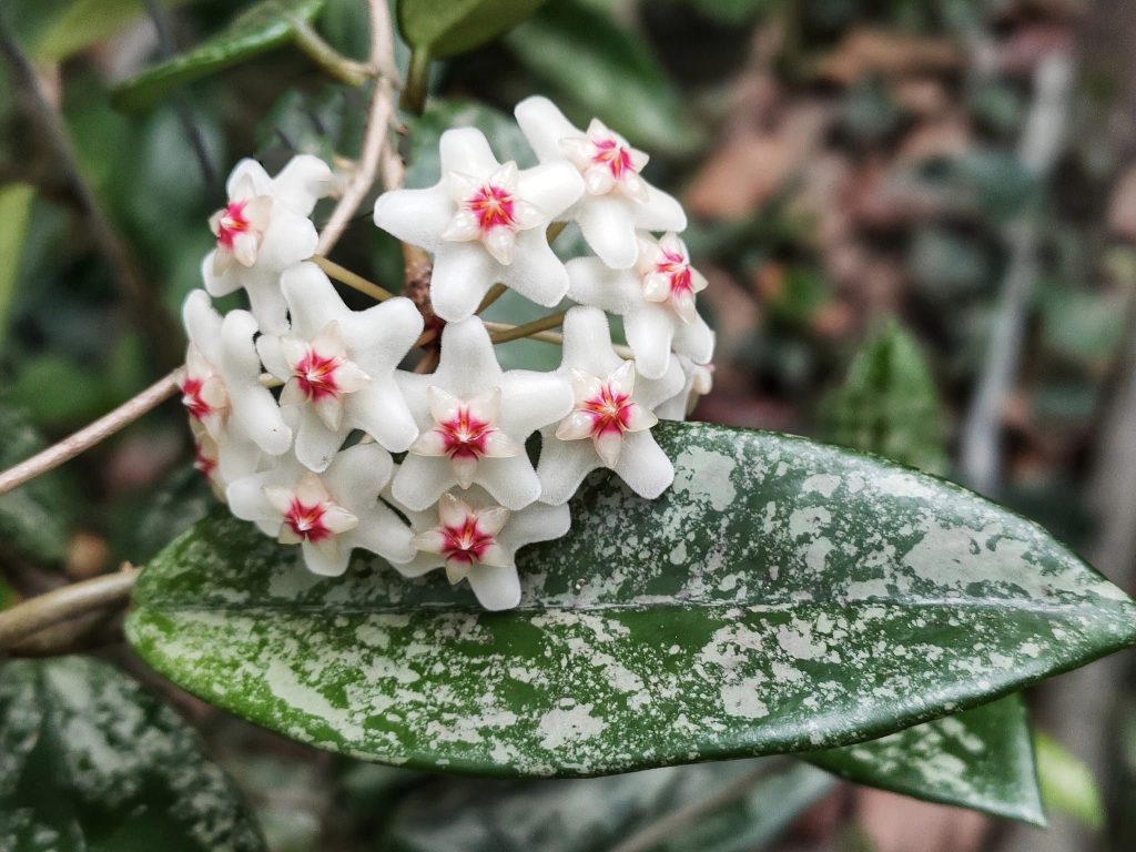 Hoya Fungii white splash - GrogensGarden