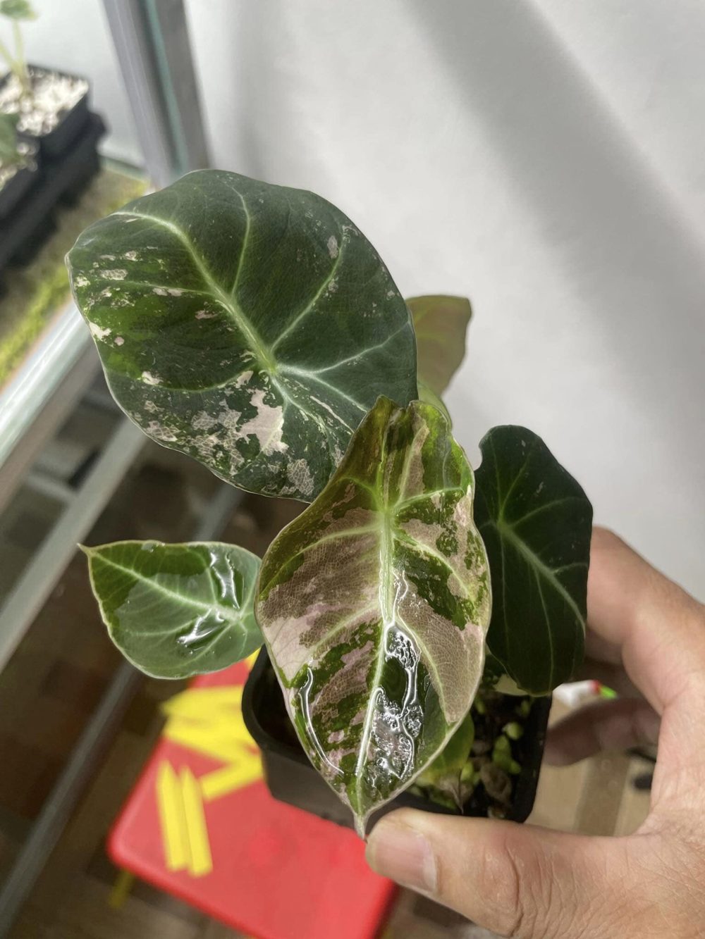 Alocasia Black Velvet Pink variegated