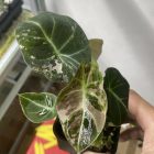 Alocasia Black Velvet Pink variegated