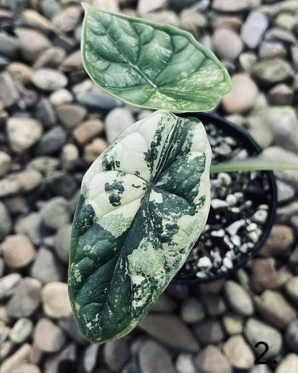 Alocasia Dragon Scale Variegated