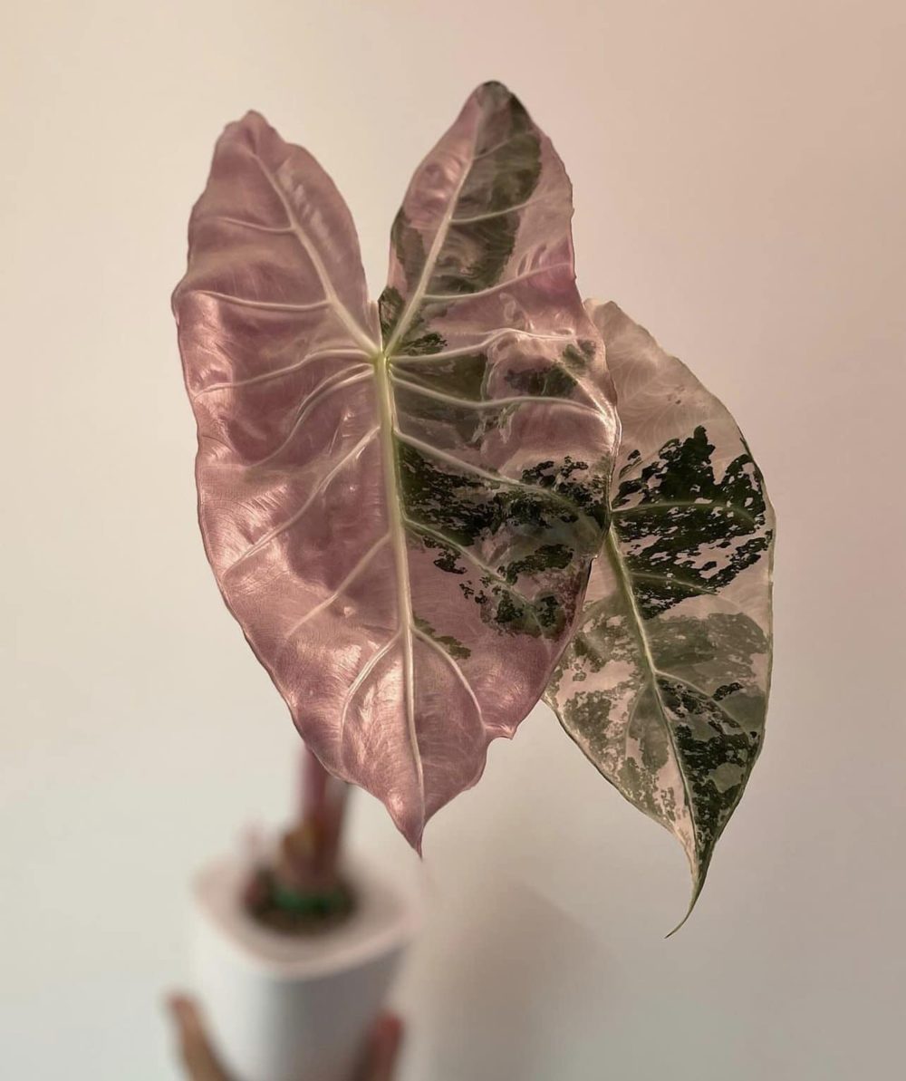 Alocasia Pink Dragon variegated