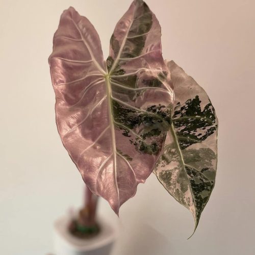 Alocasia Pink Dragon variegated
