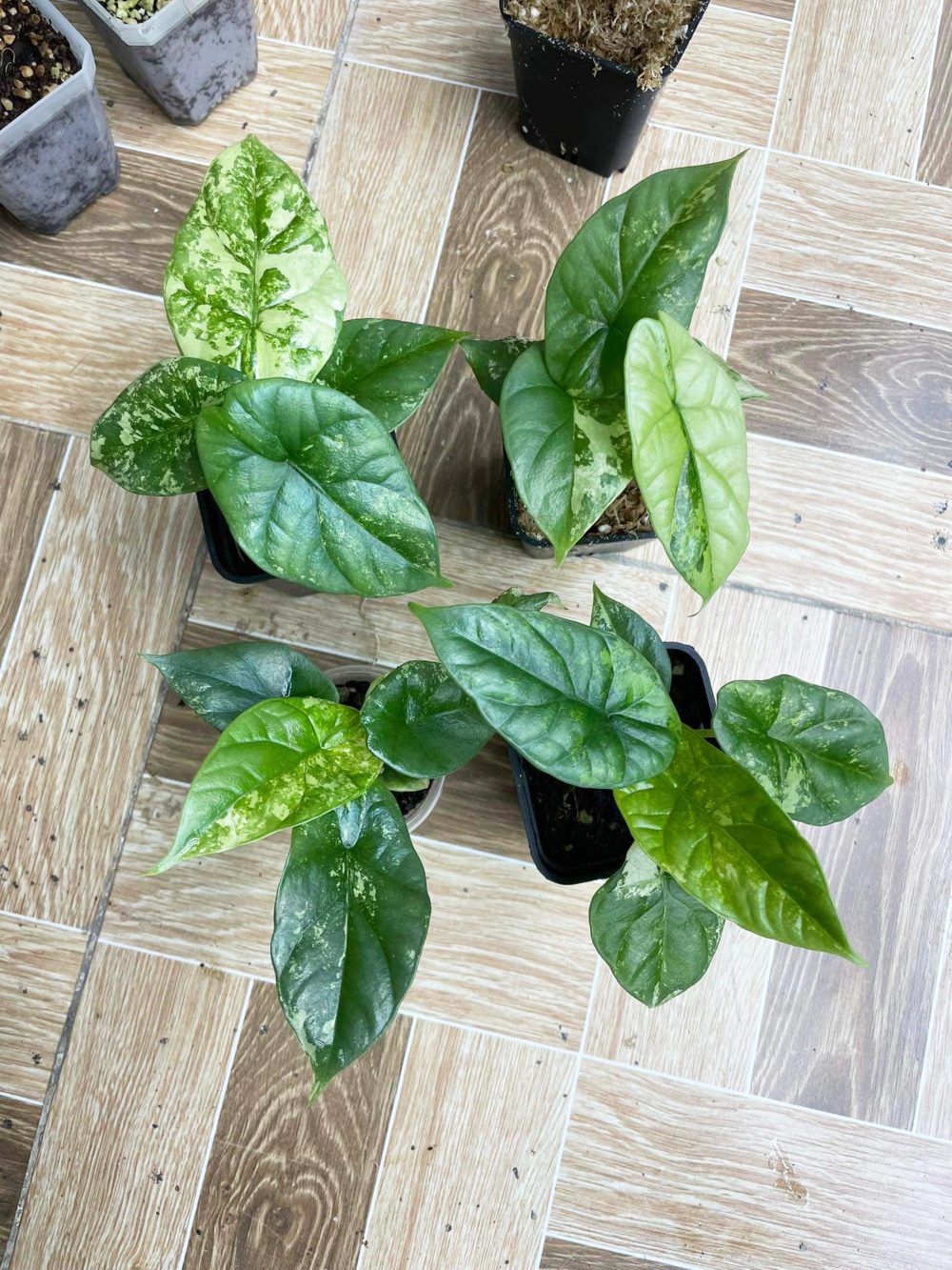 Alocasia sinuata variegated