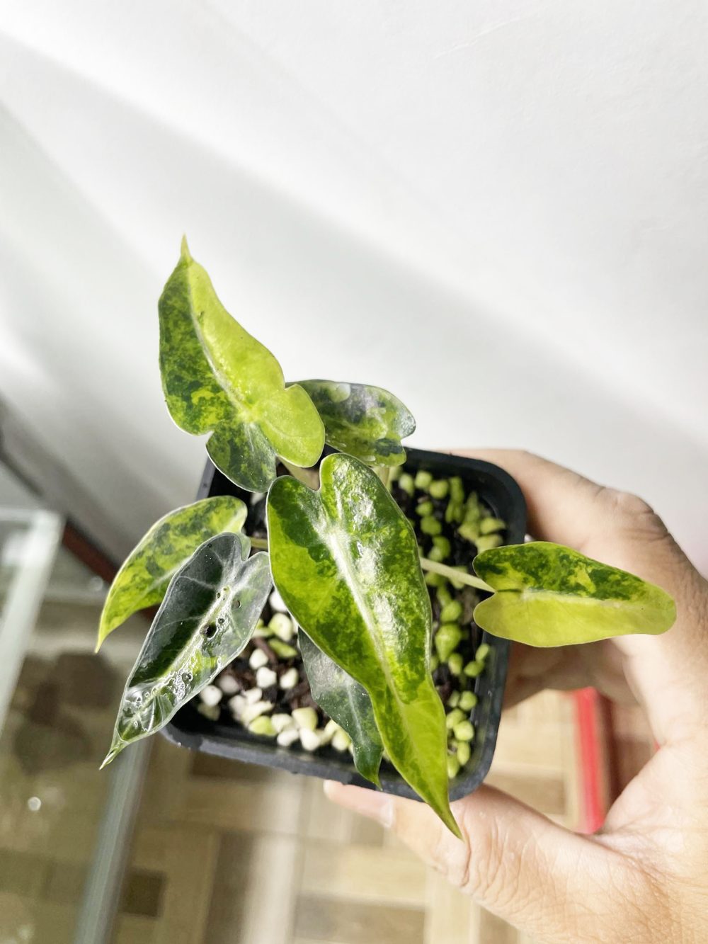 Alocasia bambino aurea variegated