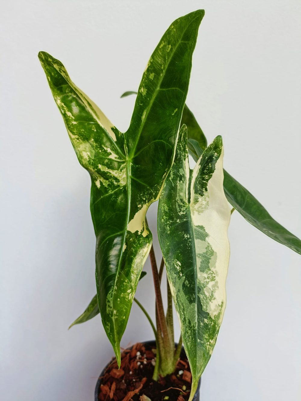 Alocasia longiloba variegated Starter Plant well Variegation ...