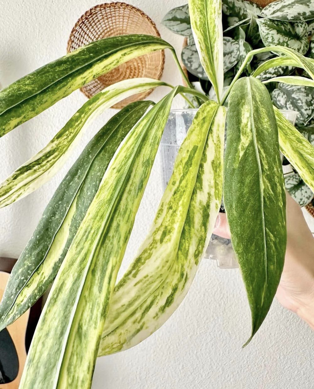 Anthurium Vittarifolium Variegated