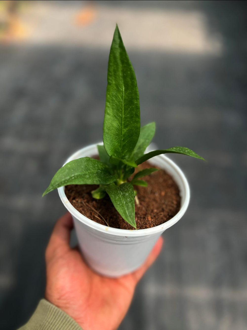 Anthurium Wendlingeri Starter Plant - GrogensGarden