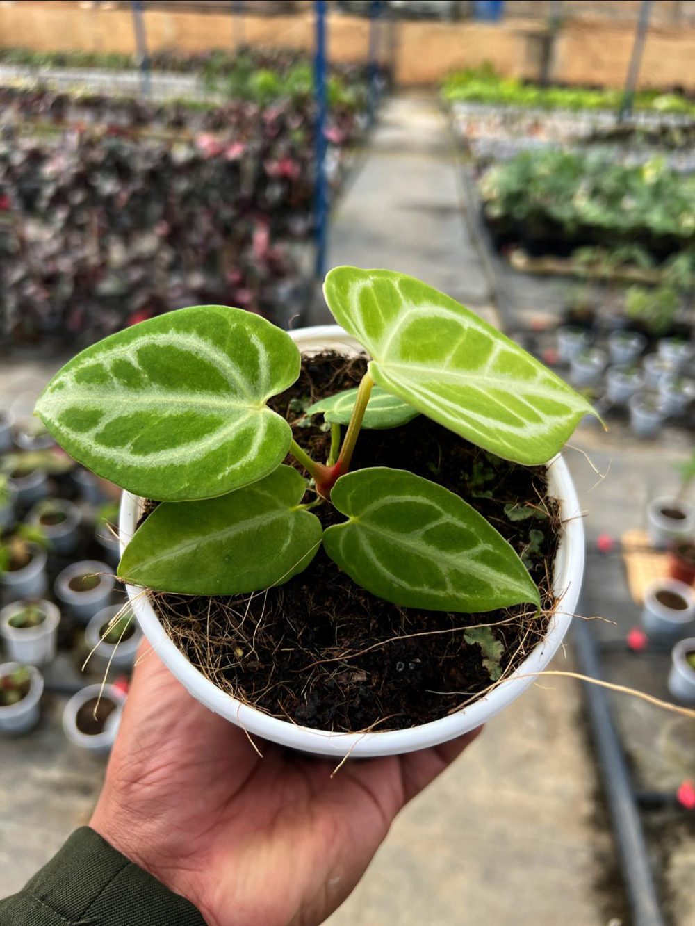 Anthurium crystallinum ‘crystal hope‘