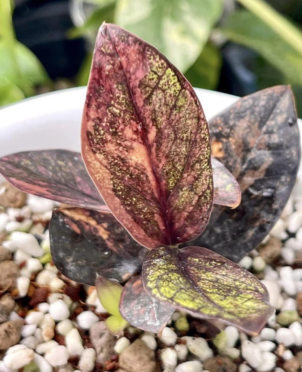 Zamioculcas Zamiifolia Raven Black Pink Orange Variegated