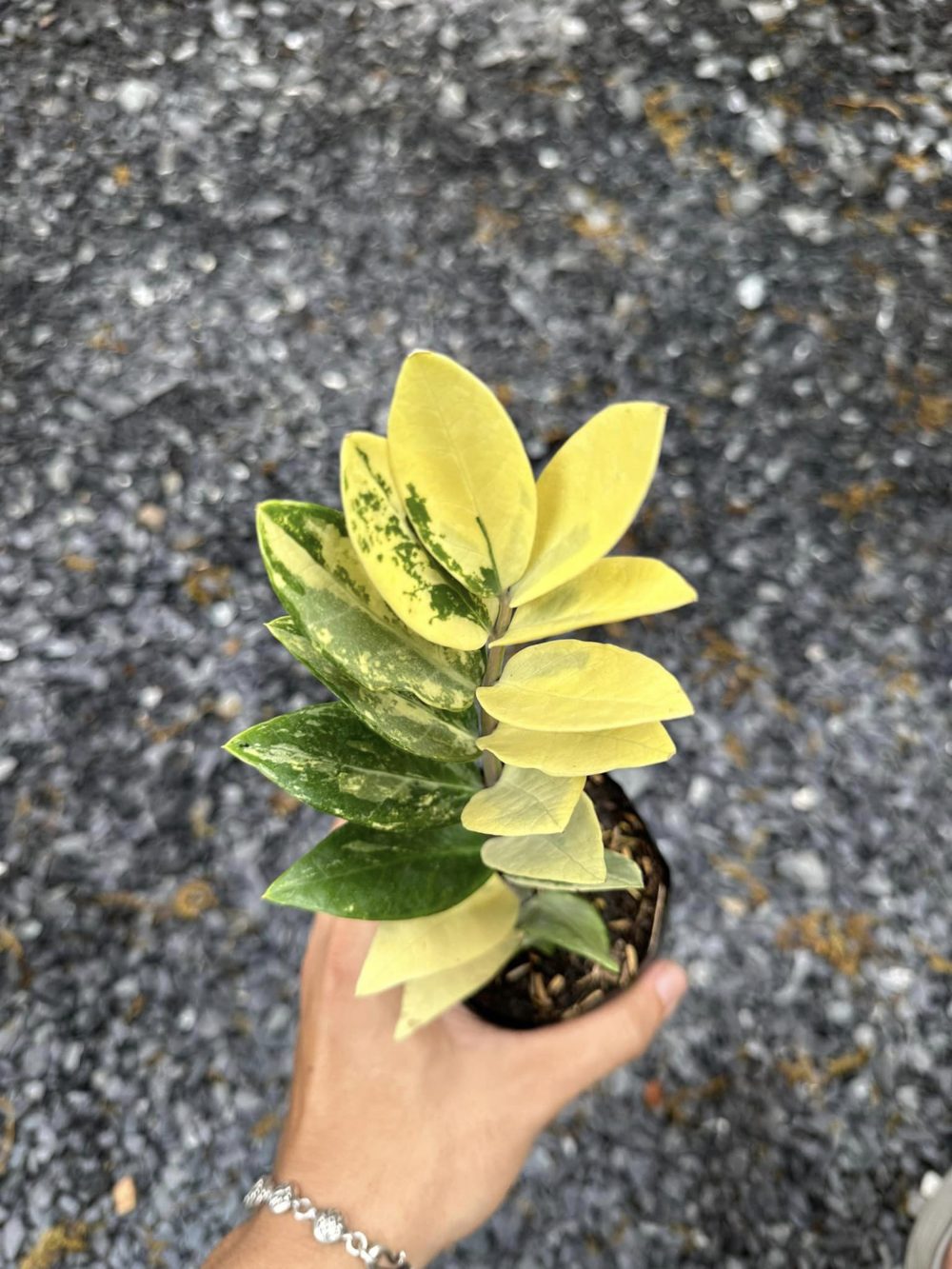 Zamioculcas Zamiifolia Variegated