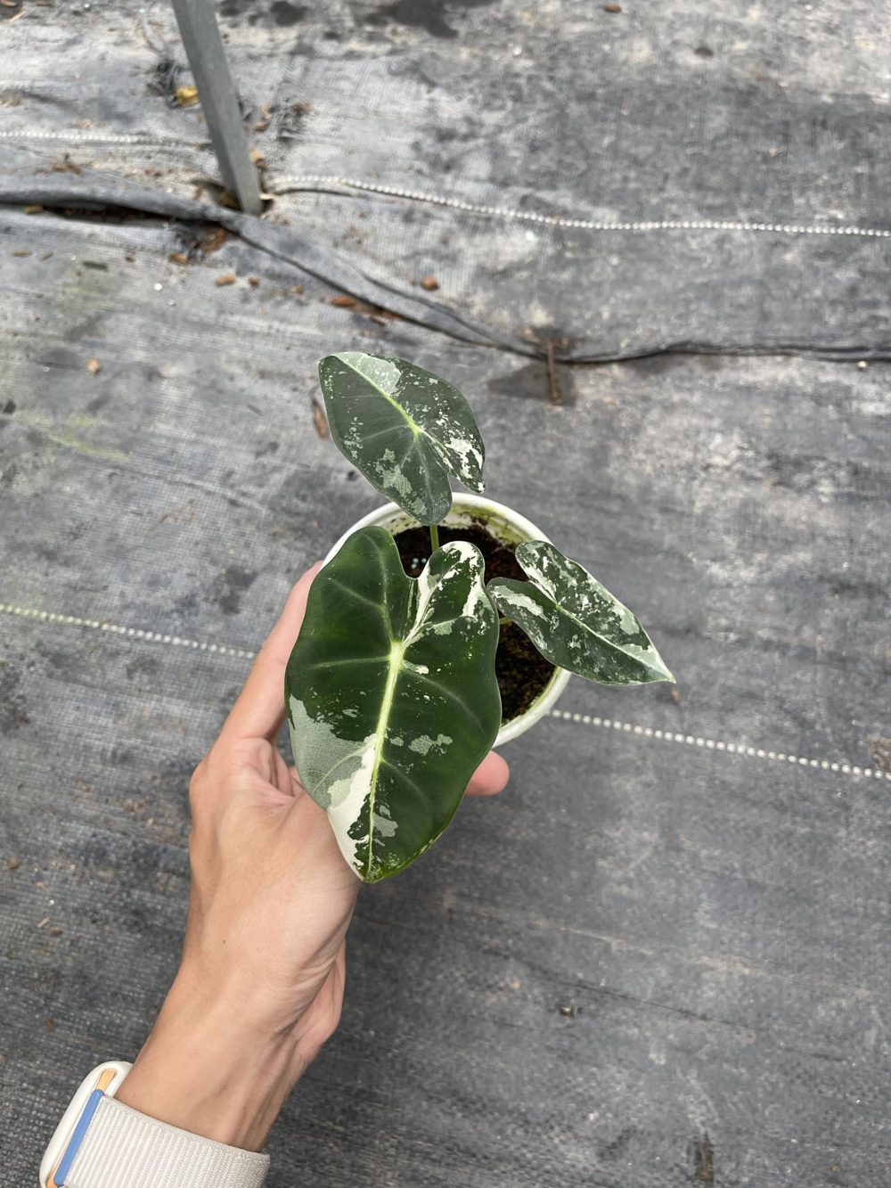 alocasia frydek variegated