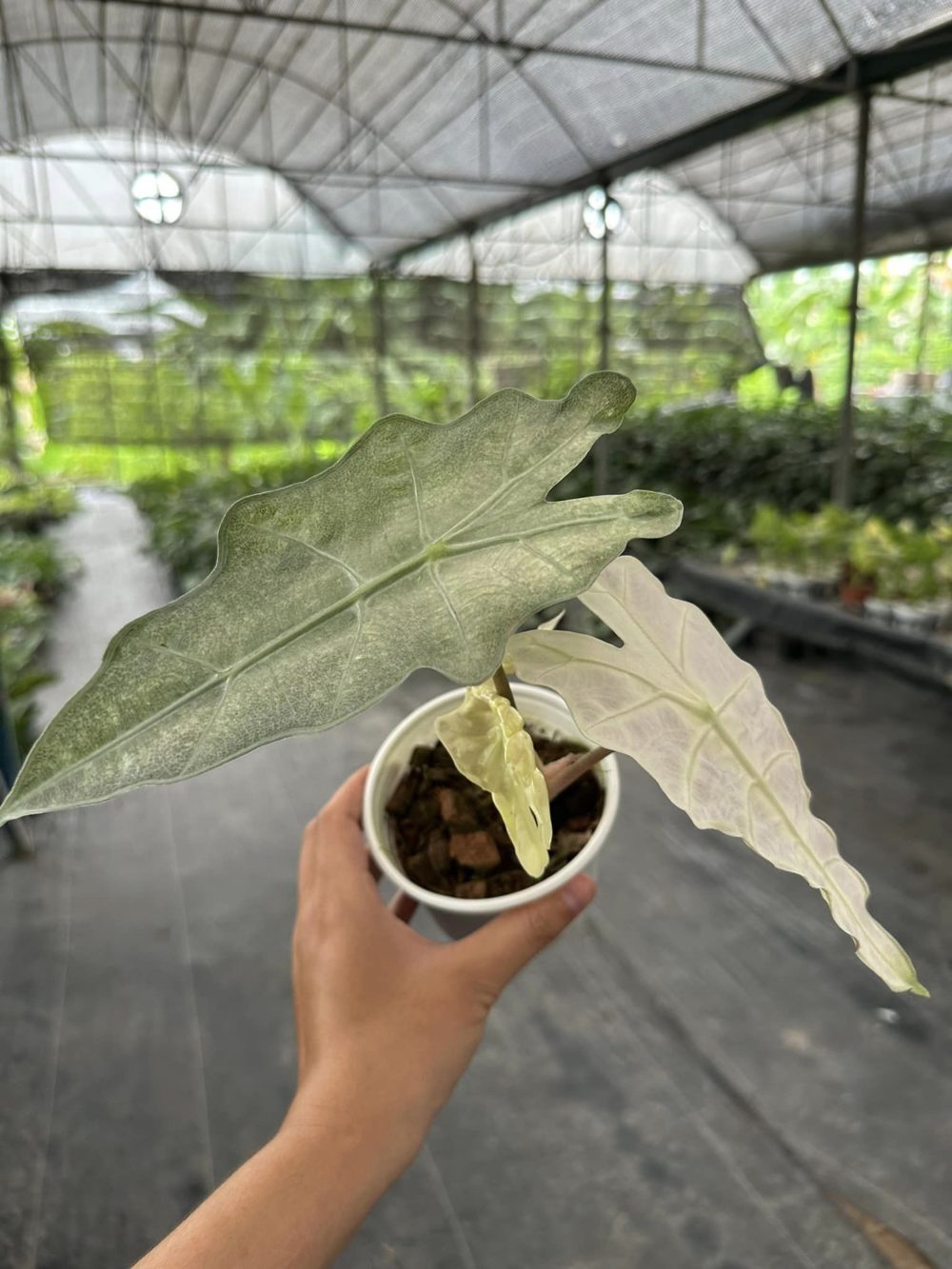 Alocasia polly variegated