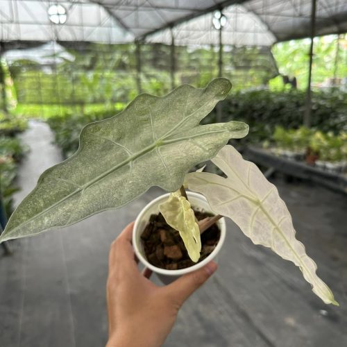 Alocasia polly variegated