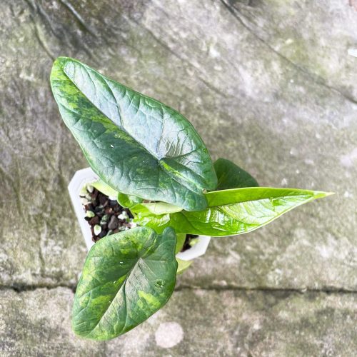 Alocasia scalprum variegated