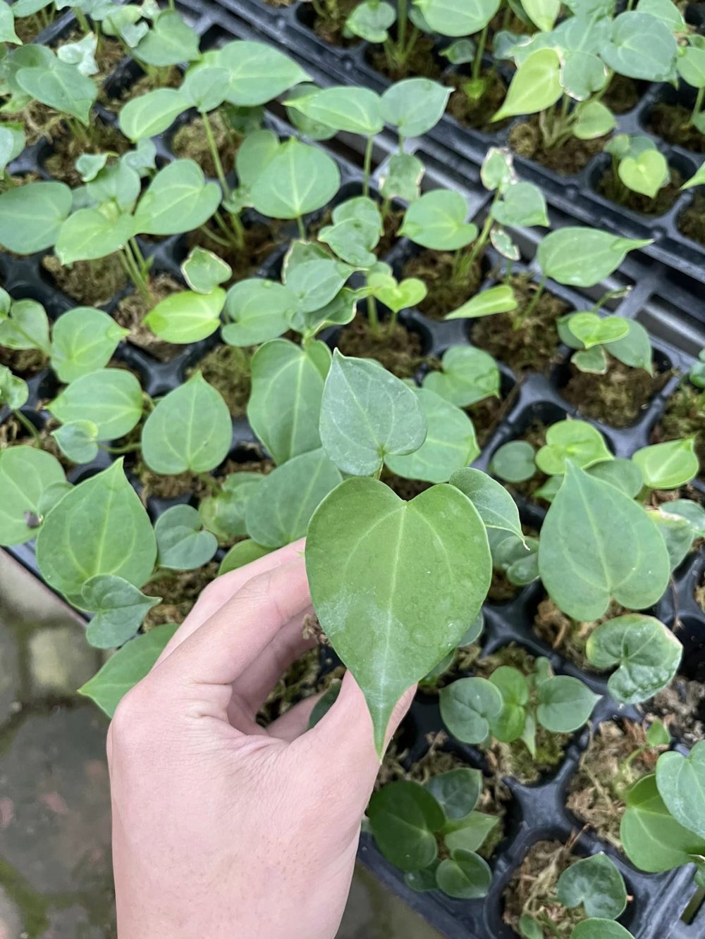 Anthurium clarinervium dark form