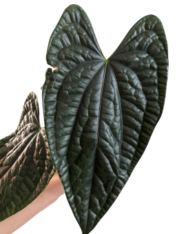 Anthurium