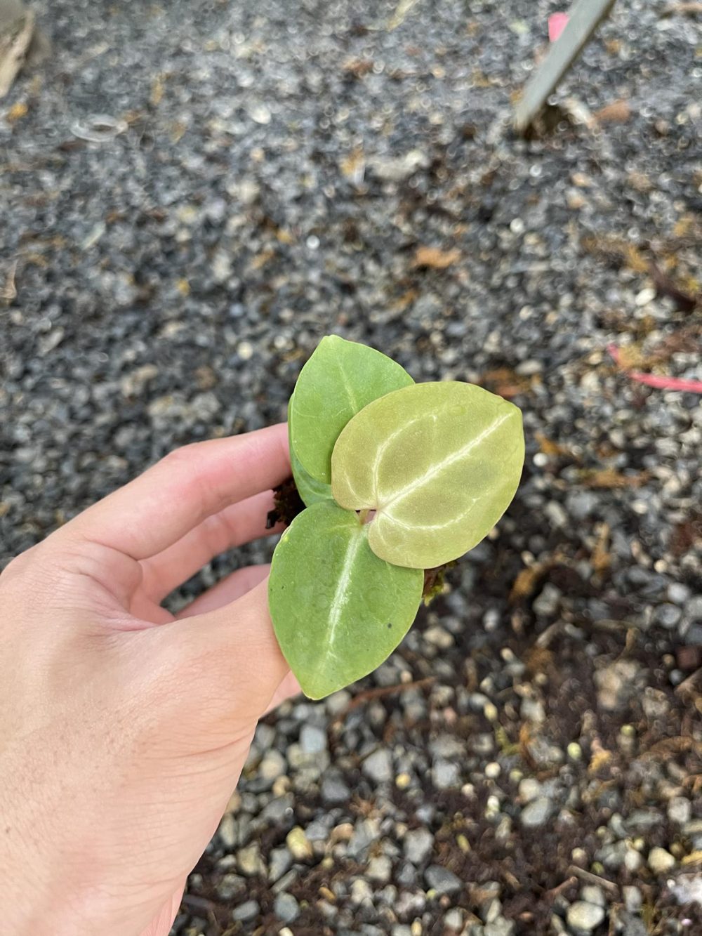 Anthurium magnificum