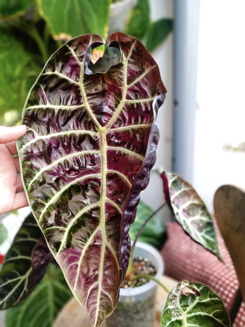 Alocasia watsoniana doff pink