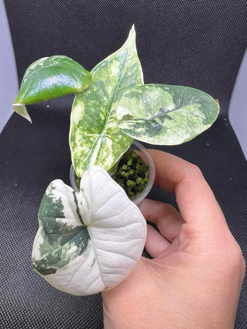 Alocasia bisma albo variegated