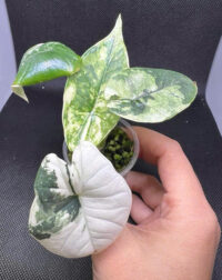 Alocasia bisma albo variegated