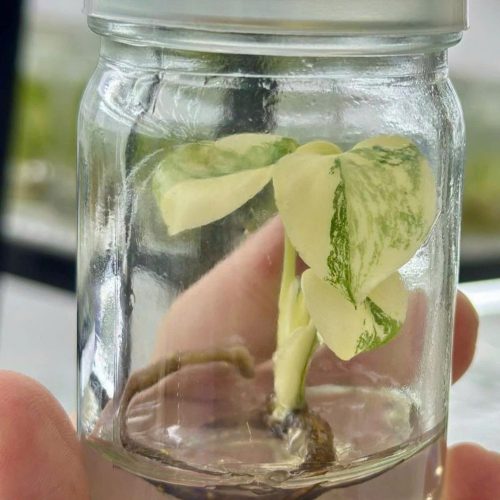 Monstera Deliciosa Legacy Tissue Culture Rare - High variegation - (1 Plant/Glass Bottle, Bag) with care instructions