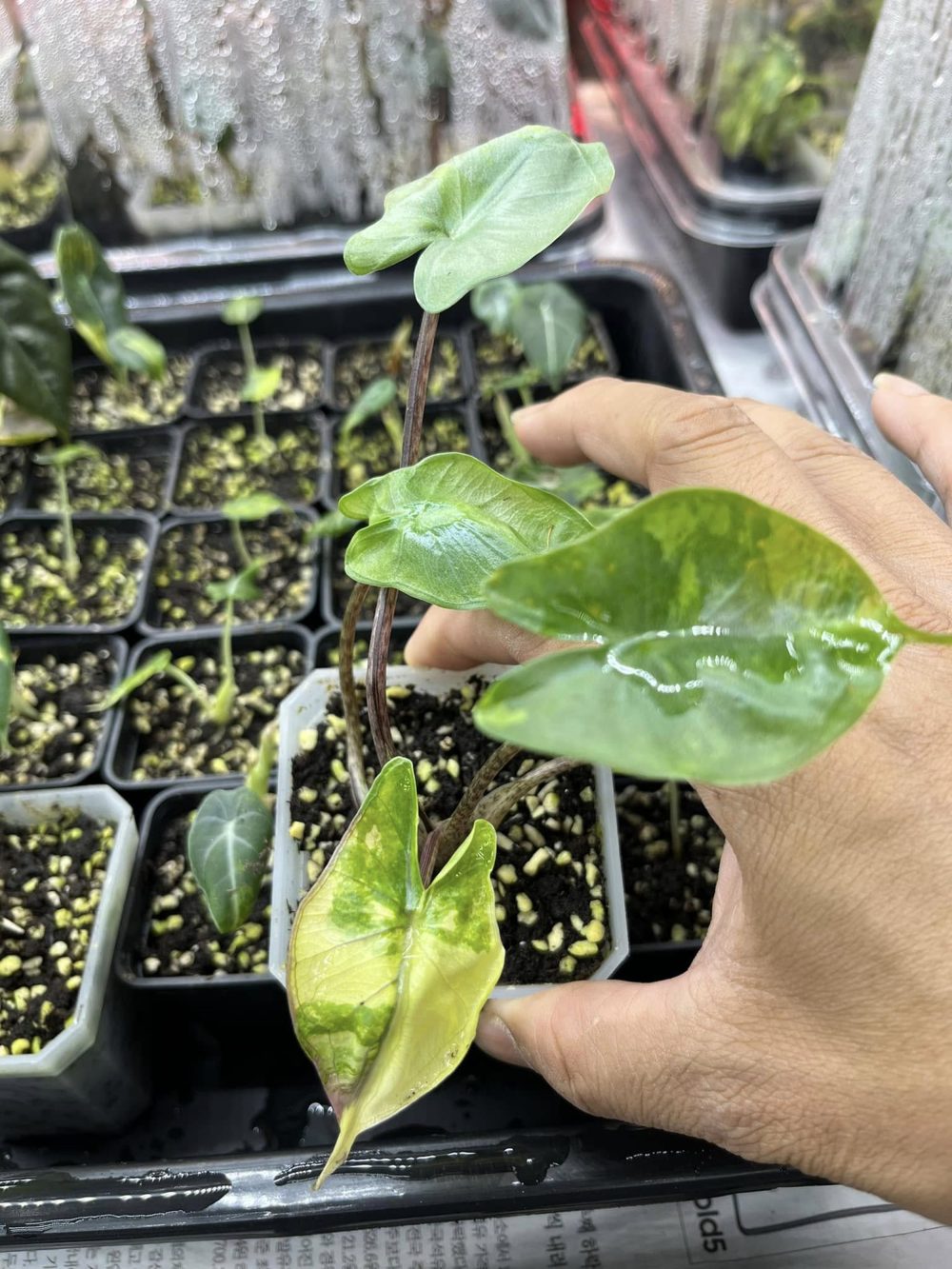 Alocasia stingray variegated