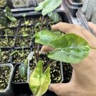 Alocasia stingray variegated