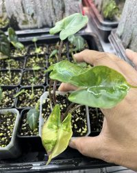 Alocasia stingray variegated