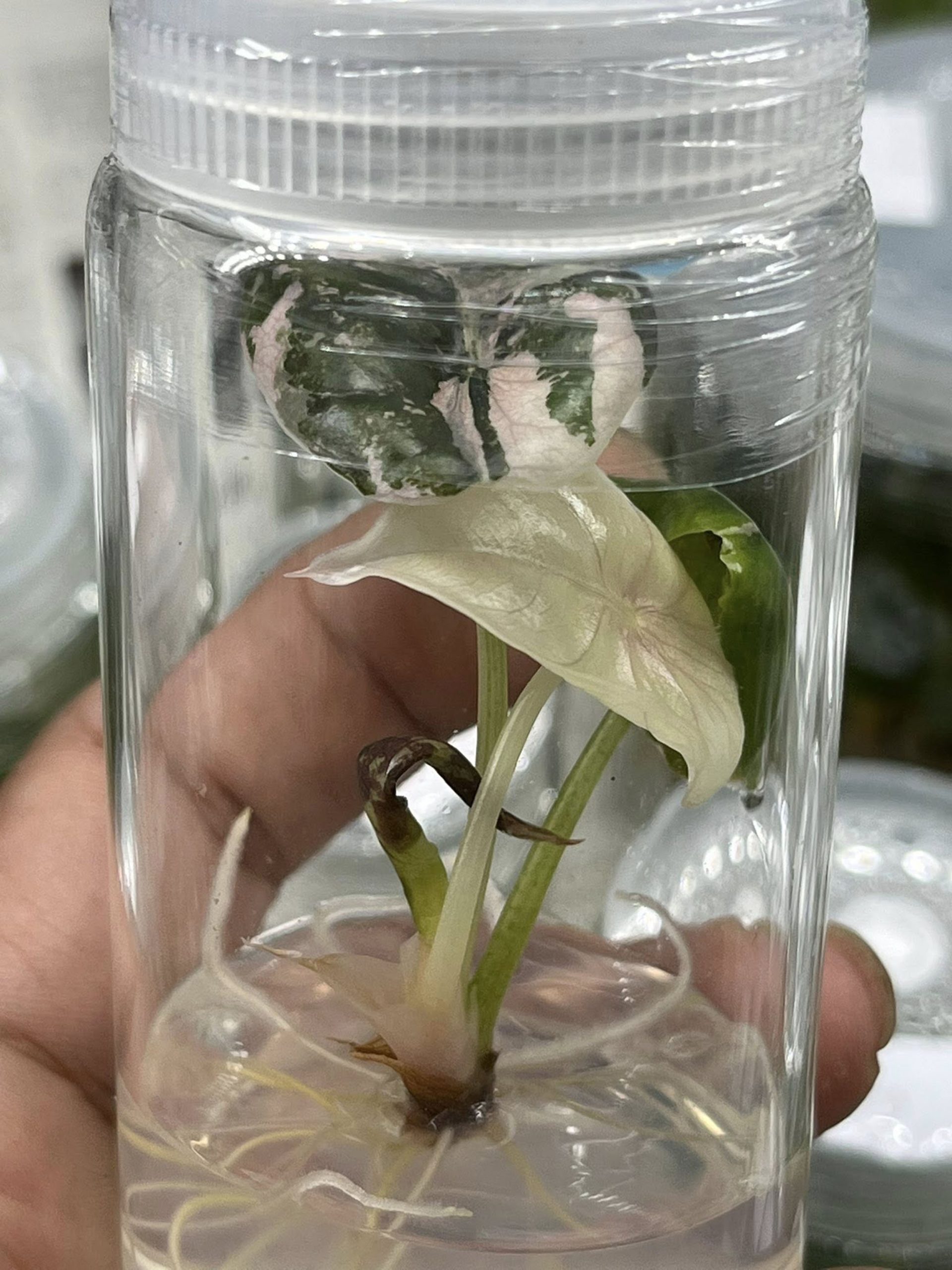 Alocasia Cuprea red secret pink variegated Tissue Culture Plant Rare - High variegation Grower's choice (1 Plant/Glass Bottle, Bag) - Image 4