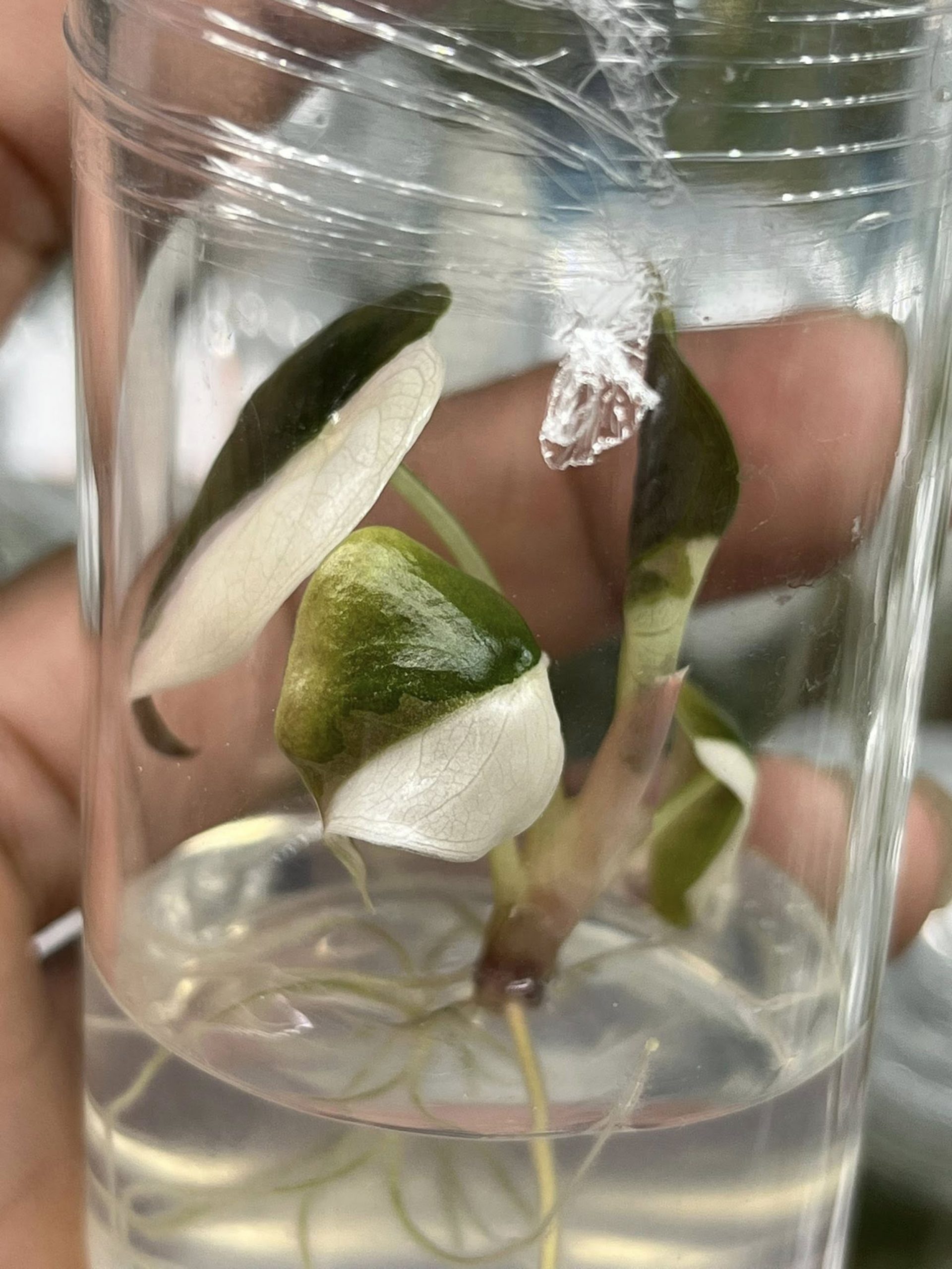 Alocasia Cuprea red secret pink variegated Tissue Culture Plant Rare - High variegation Grower's choice (1 Plant/Glass Bottle, Bag) - Image 3