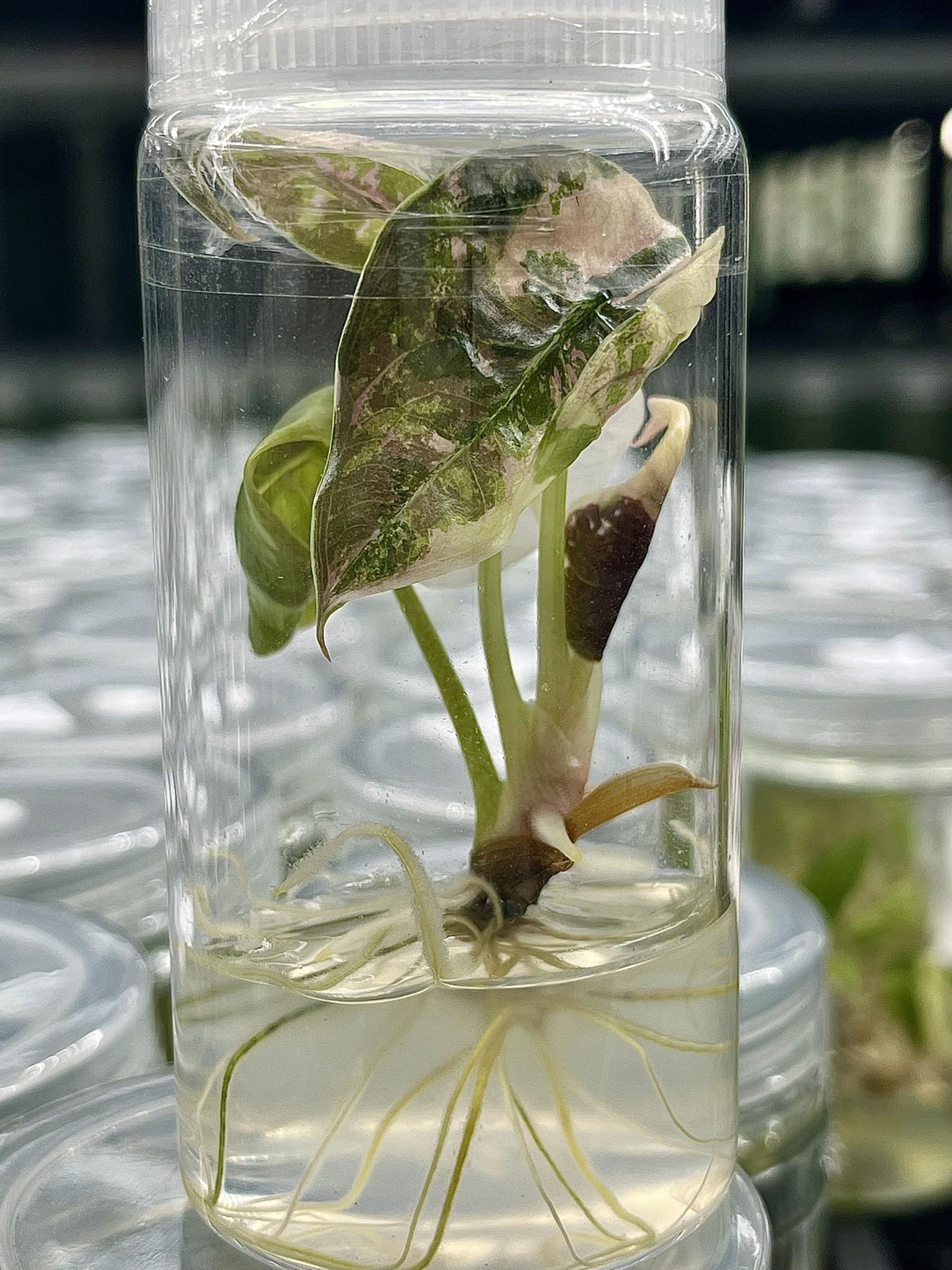 Alocasia Cuprea red secret pink variegated Tissue Culture Plant Rare - High variegation Grower's choice (1 Plant/Glass Bottle, Bag)