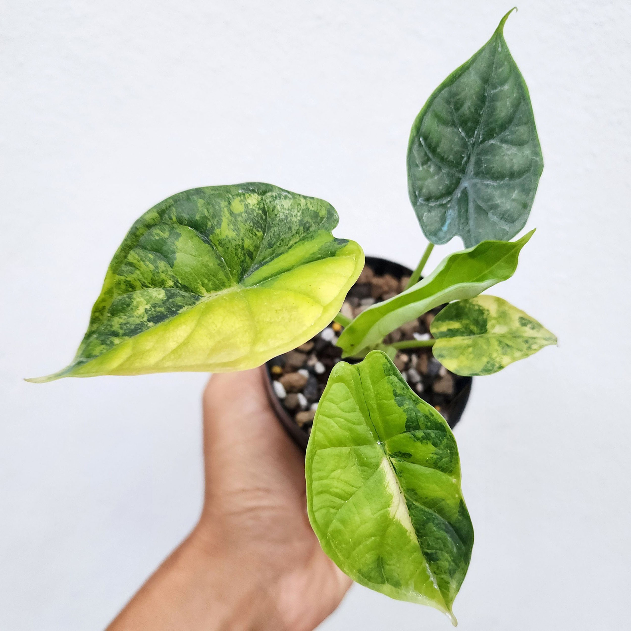 Alocasia Dragon Scale Aurea Tissue Culture Plant Rare - High variegation Grower's choice (1 Plant/Glass Bottle, Bag) - Image 3