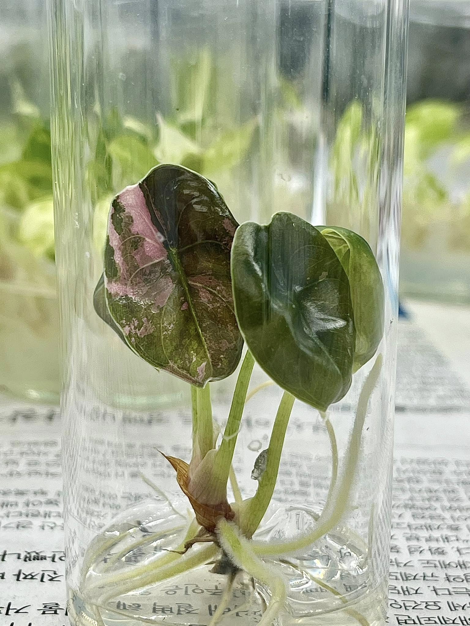 Alocasia cuprea pink "nom yen" Tissue Culture Plant Rare - High variegation Grower's choice (1 Plant/Glass Bottle, Bag)