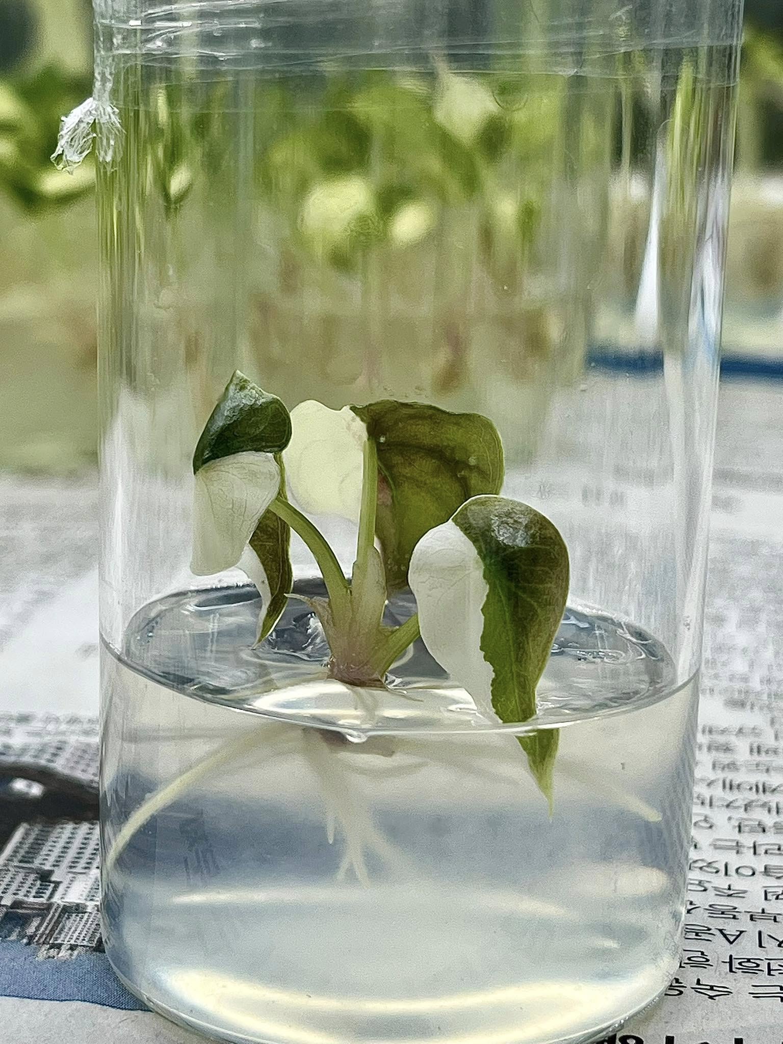 Alocasia cuprea pink "nom yen" Tissue Culture Plant Rare - High variegation Grower's choice (1 Plant/Glass Bottle, Bag) - Image 5