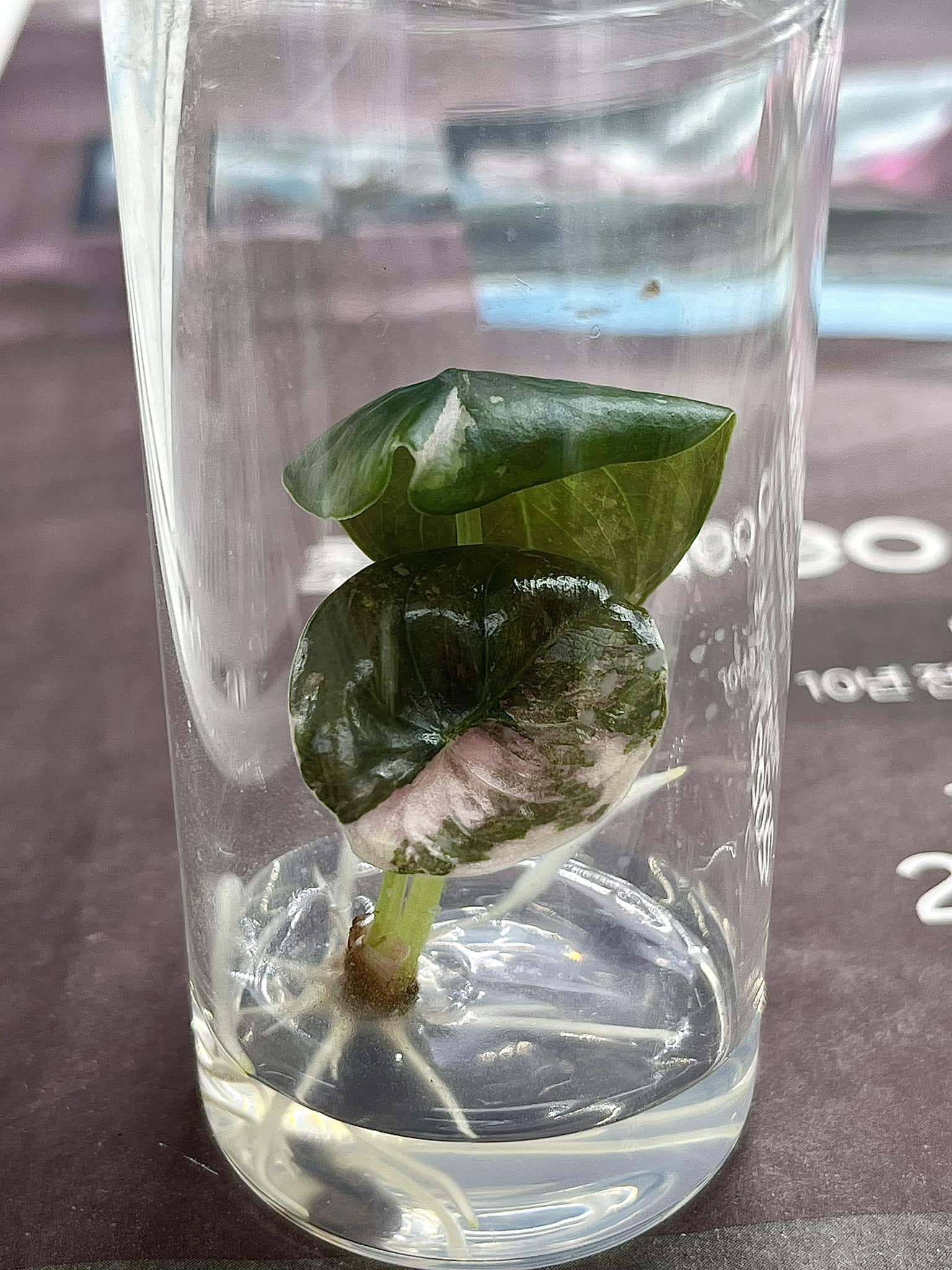 Alocasia cuprea pink "nom yen" Tissue Culture Plant Rare - High variegation Grower's choice (1 Plant/Glass Bottle, Bag) - Image 3