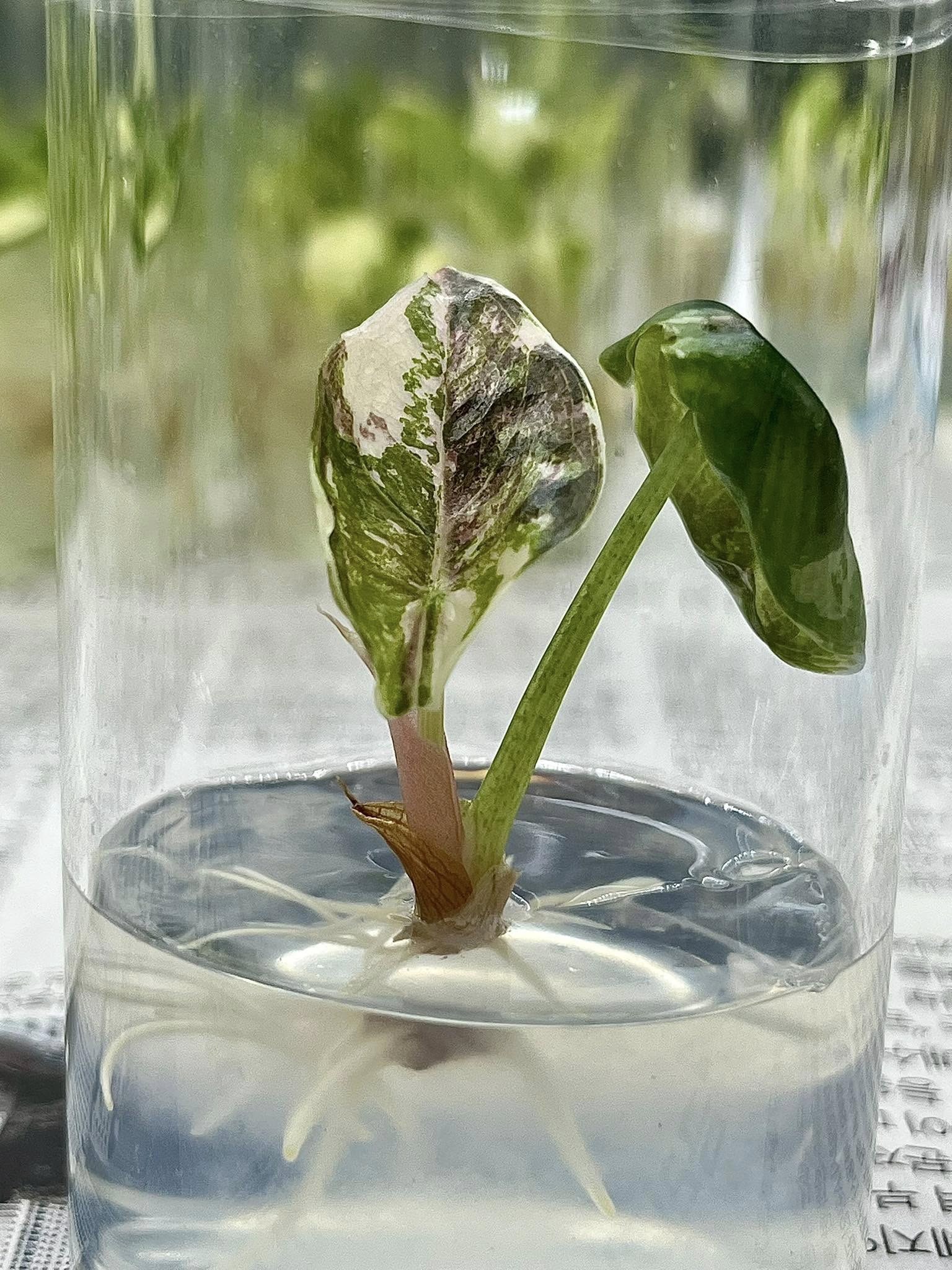 Alocasia cuprea pink "nom yen" Tissue Culture Plant Rare - High variegation Grower's choice (1 Plant/Glass Bottle, Bag) - Image 4