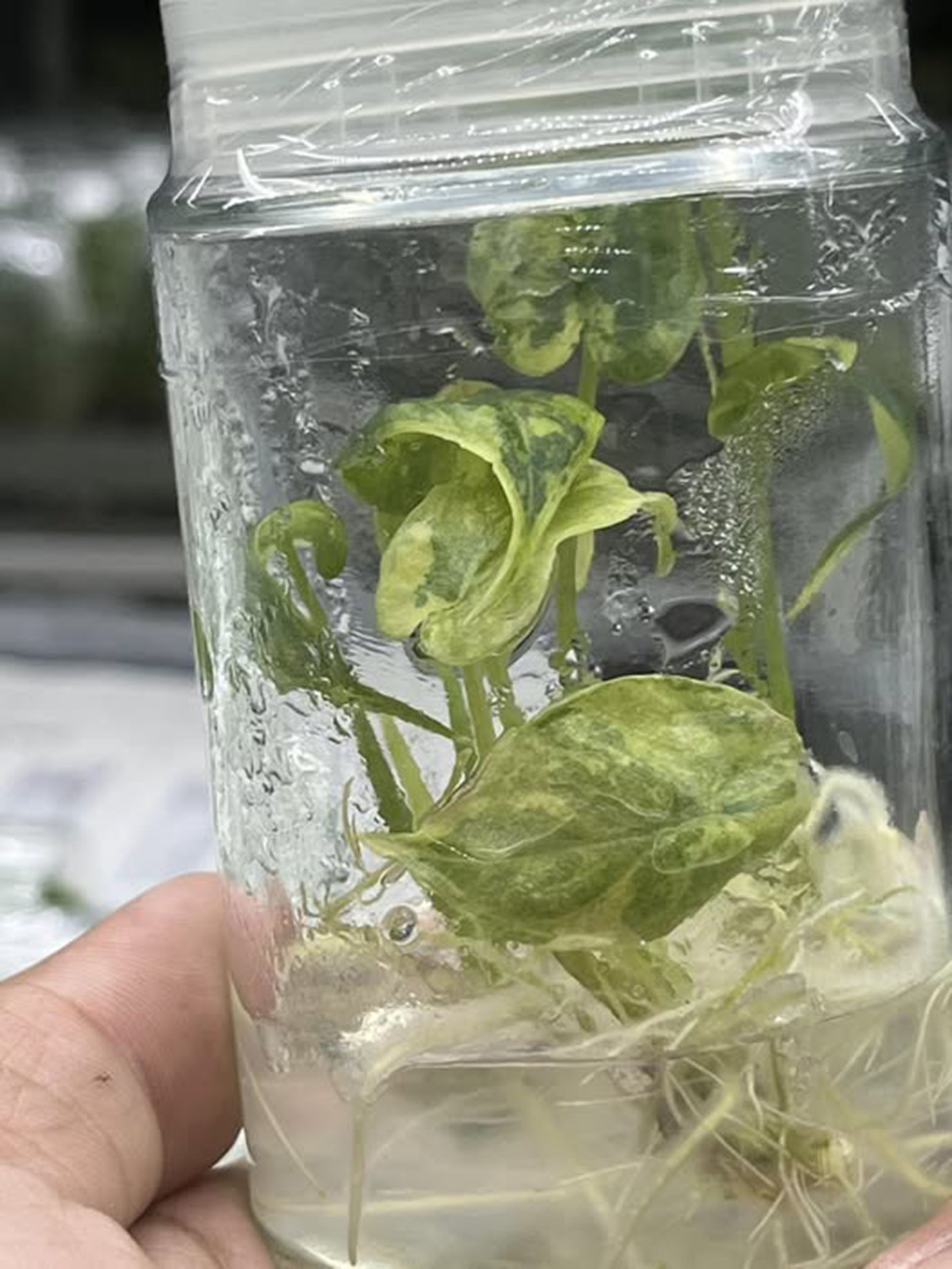 Alocasia Dragon Scale Aurea Tissue Culture Plant Rare - High variegation Grower's choice (1 Plant/Glass Bottle, Bag)