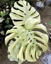 EXACT Monstera Deliciosa Legacy Variegated | Monstera Legacy Well variegation